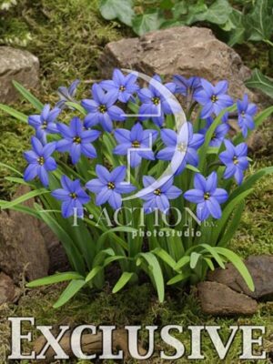 botanic stock photo Ipheion