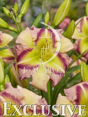 botanic stock photo Hemerocallis