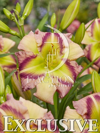 botanic stock photo Hemerocallis
