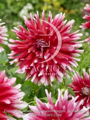 botanic stock photo Dahlia