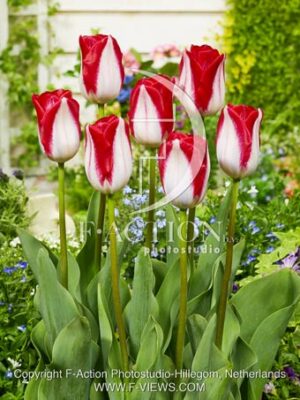 botanic stock photo Tulipa