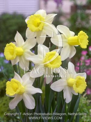 botanic stock photo Narcissus