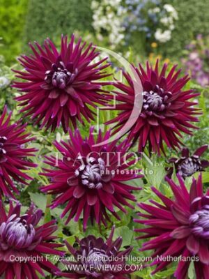 botanic stock photo Dahlia