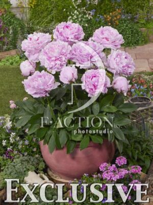 botanic stock photo Paeonia