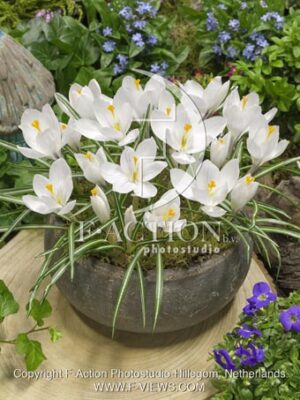 botanic stock photo Crocus