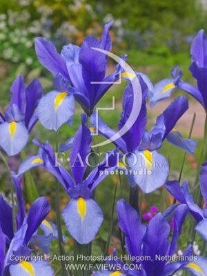 botanic stock photo Iris