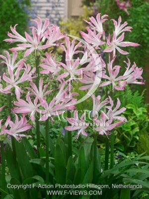 botanic stock photo Nerine