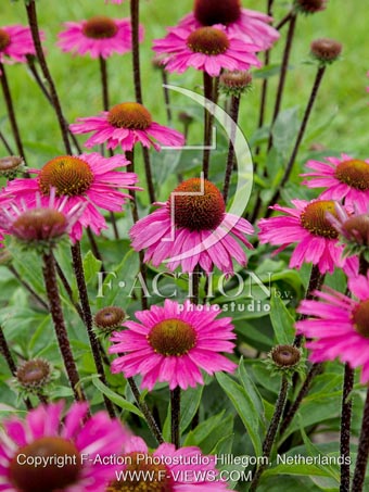 botanic stock photo Echinacea
