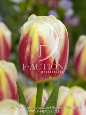 botanic stock photo Tulipa