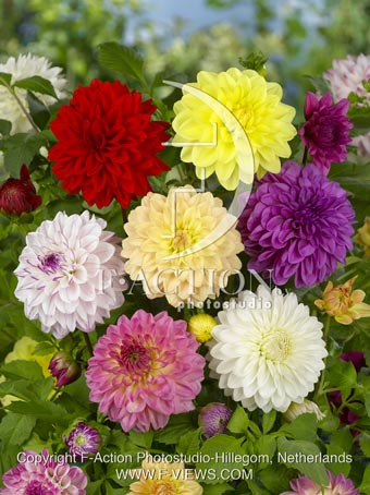 botanic stock photo Dahlia