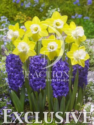 botanic stock photo Spring
