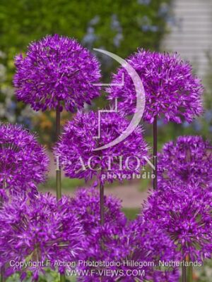 botanic stock photo Allium