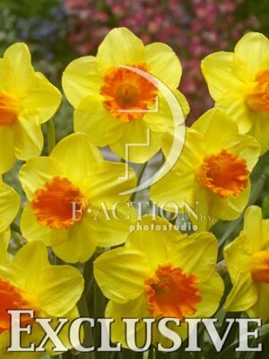 botanic stock photo Narcissus