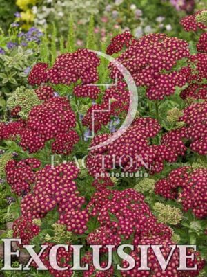 botanic stock photo Achillea