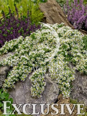 botanic stock photo Aster