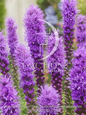 botanic stock photo Liatris