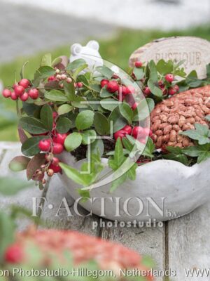 botanic stock photo Gaultheria