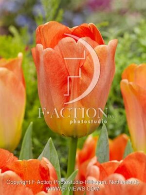 botanic stock photo Tulipa
