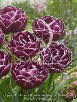 botanic stock photo Tulipa