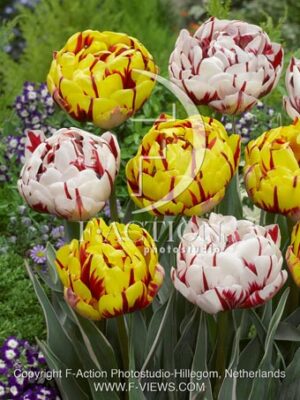 botanic stock photo Tulipa