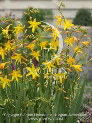 botanic stock photo Crocosmia