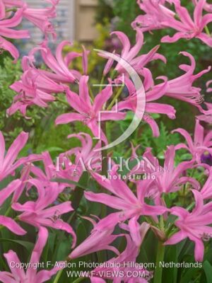 botanic stock photo Amarine