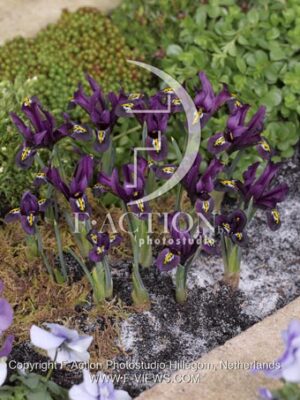 botanic stock photo Iris reticulata