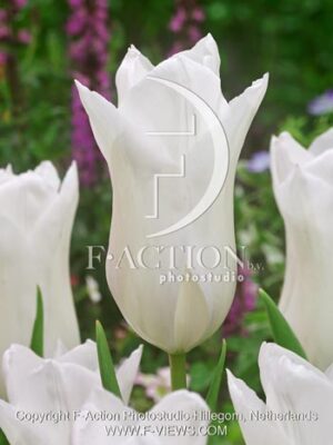 botanic stock photo Tulipa