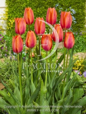 botanic stock photo Tulipa