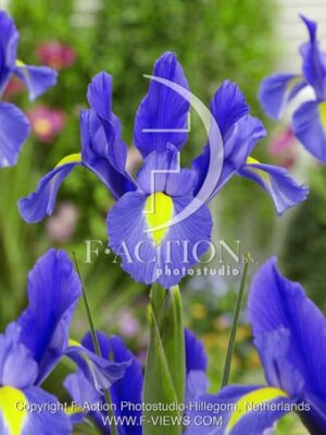 botanic stock photo Iris