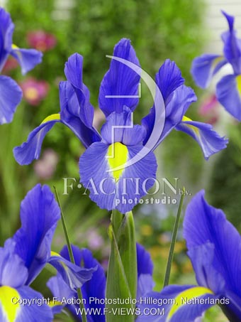 botanic stock photo Iris