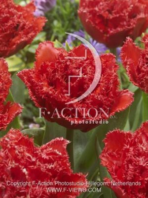 botanic stock photo Tulipa