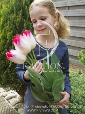 botanic stock photo Tulipa