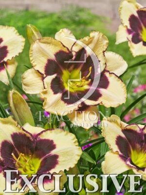 botanic stock photo Hemerocallis
