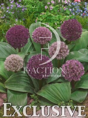 botanic stock photo Allium