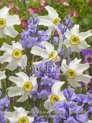 botanic stock photo Hyacinthoides
