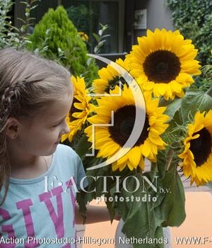 botanic stock photo Helianthus