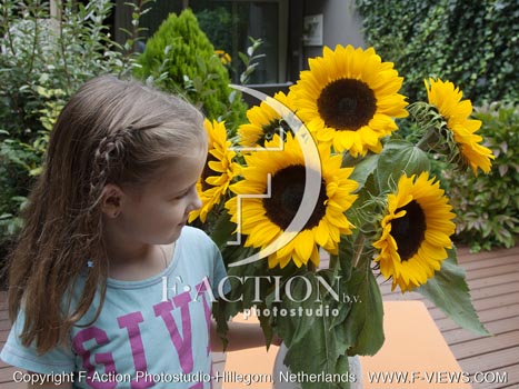 botanic stock photo Helianthus