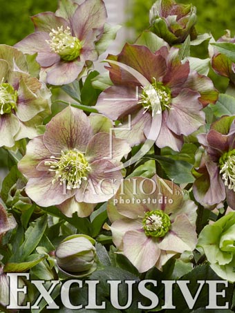 botanic stock photo Helleborus