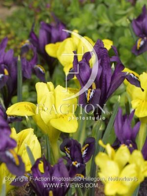 botanic stock photo Iris reticulata