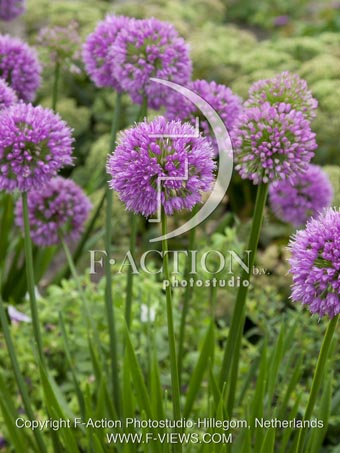 botanic stock photo Allium