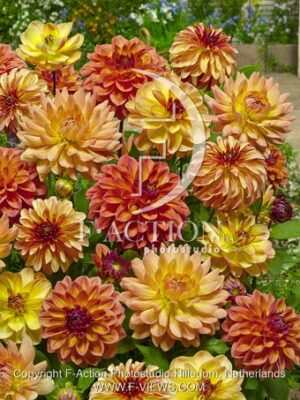 botanic stock photo Dahlia
