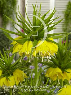 botanic stock photo Fritillaria