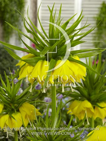 botanic stock photo Fritillaria