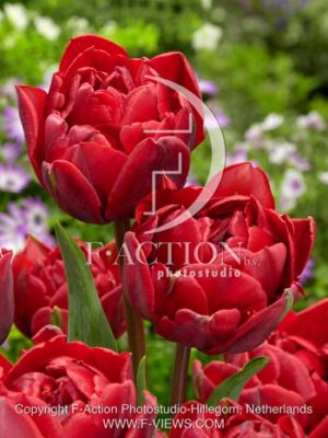 botanic stock photo Tulipa
