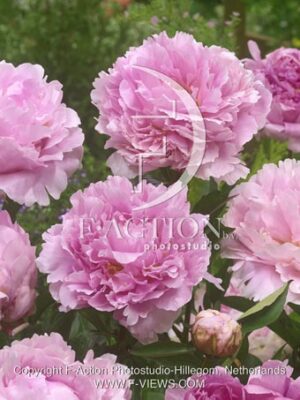 botanic stock photo Paeonia