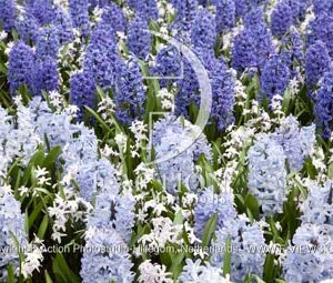 botanic stock photo Hyacinthus