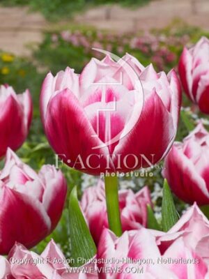 botanic stock photo Tulipa