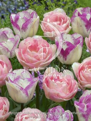 botanic stock photo Tulipa