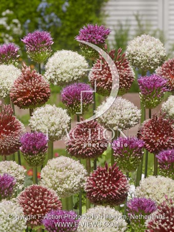 botanic stock photo Allium